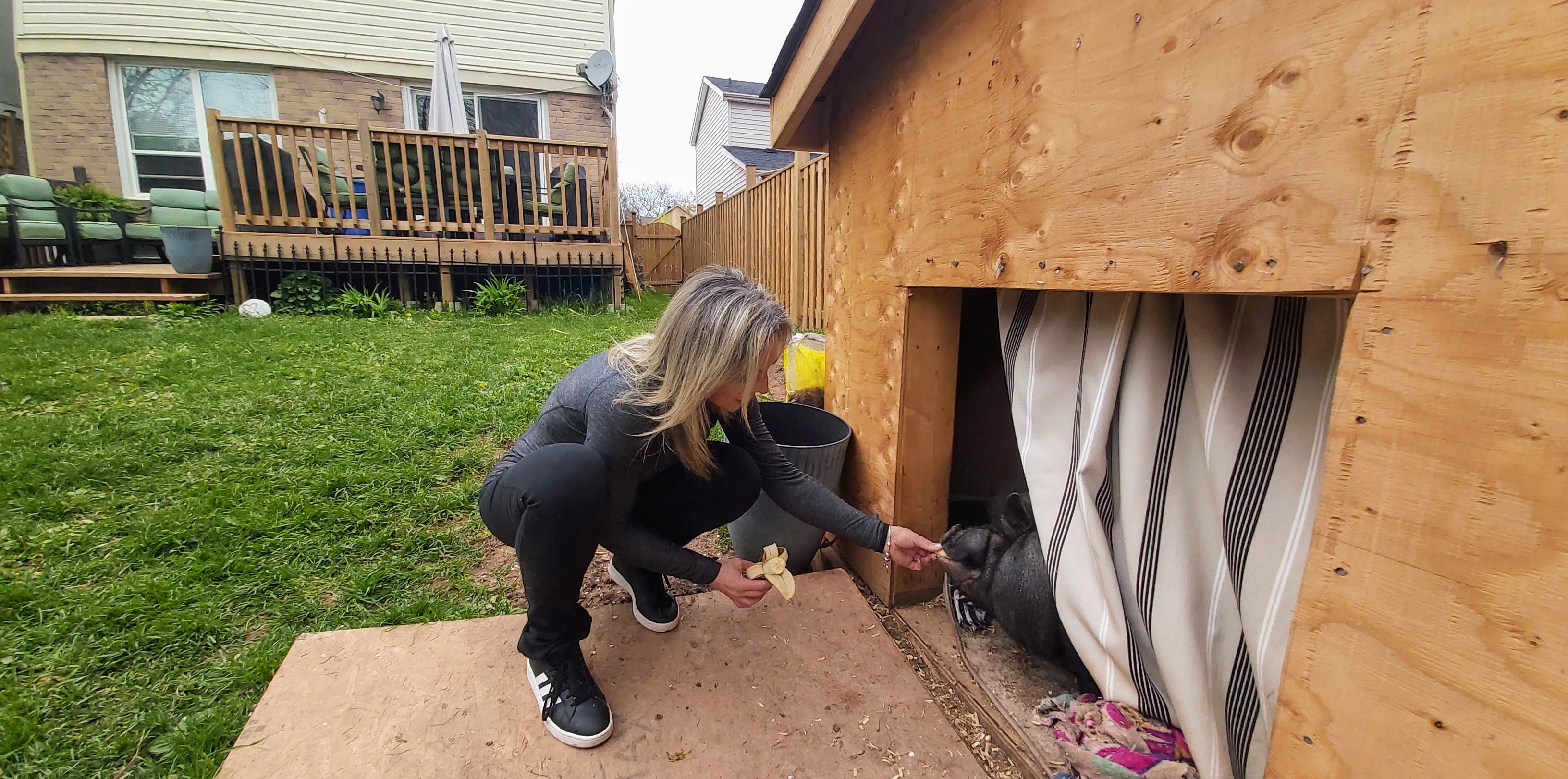Carissa Sinclair feeds Charlie the pig a banana | Although the Town of Oakville